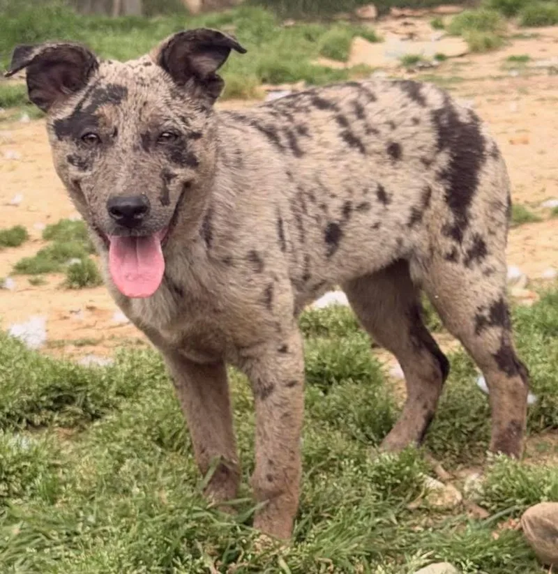 Doodlebug thumbnail 2