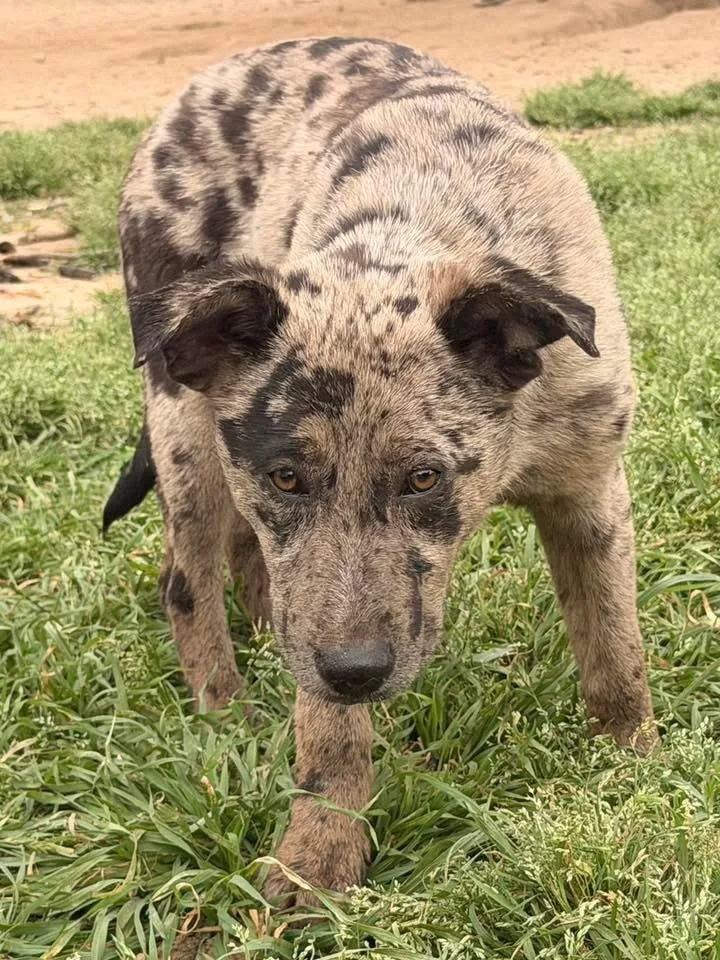 Doodlebug thumbnail 3