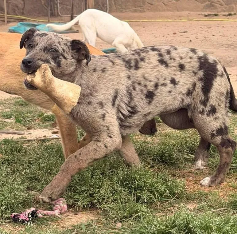 Doodlebug thumbnail 4