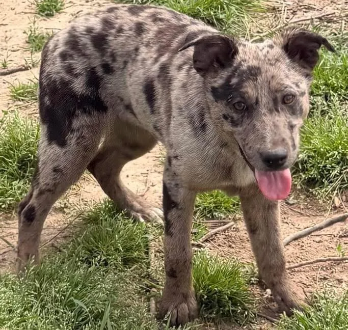 Doodlebug thumbnail 5