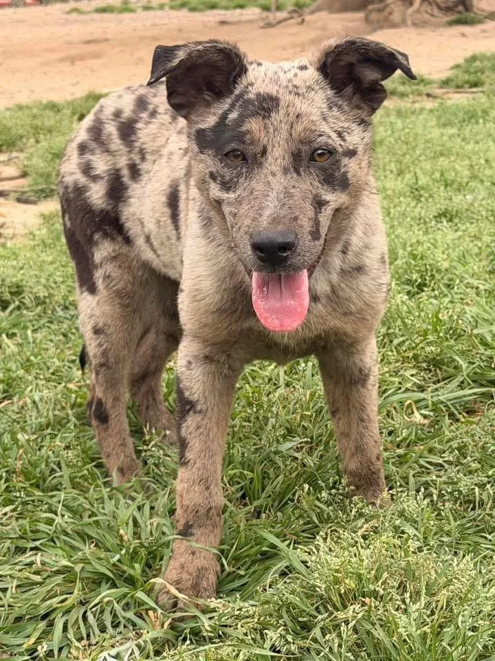 Doodlebug thumbnail 6