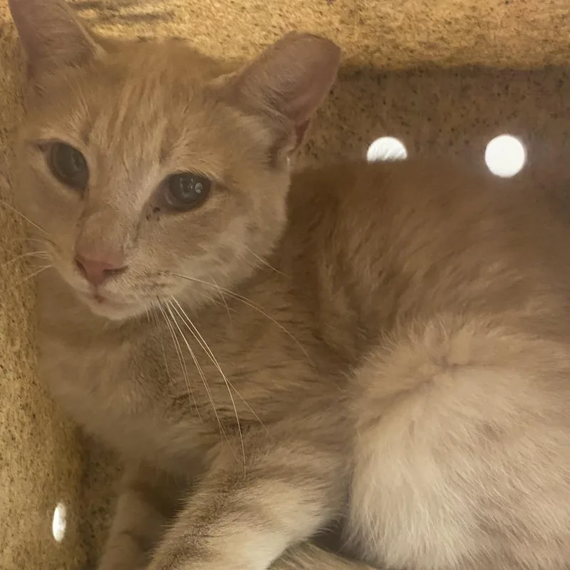 An adult medium-sized male Orange / Red Domestic Short Hair cat named 71658 for adoption in Harrisonburg, VA