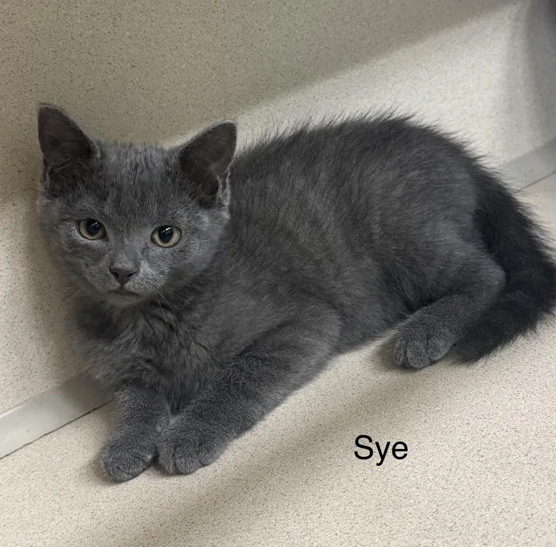 A baby medium-sized male Gray / Blue / Silver Domestic Short Hair cat named Sye for adoption in Ulster, PA