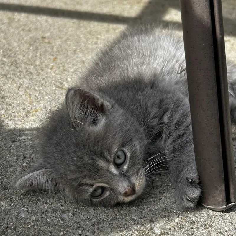 A baby small-sized female Gray / Blue / Silver Domestic Short Hair cat named Pigeon for adoption in Indianapolis, IN
