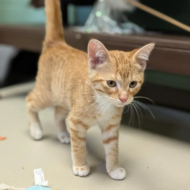 A baby medium-sized male Tabby (Orange / Red) Domestic Short Hair cat named Alvin Reduced Fee for adoption in Jefferson, WI