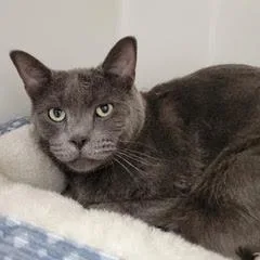 A young large-sized male Gray / Blue / Silver Russian Blue cat named Fel for adoption in Green Valley, AZ