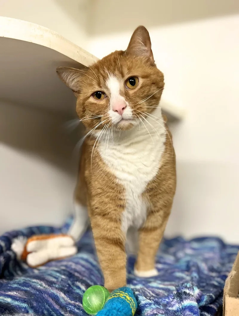 An adult medium-sized female Tabby (Orange / Red) Domestic Short Hair cat named Sienna for adoption in Seville, OH