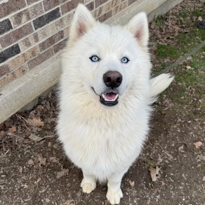 Marshmellow