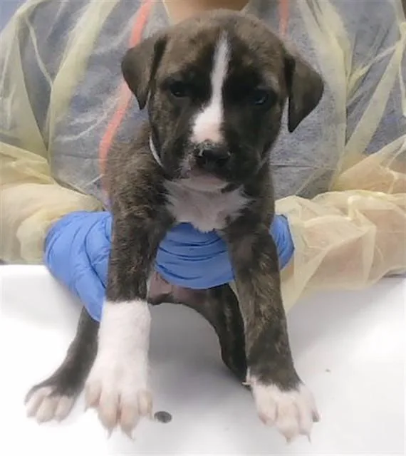 A baby large-sized male Pit Bull Terrier dog named Badaboom for adoption in Phoenix, AZ