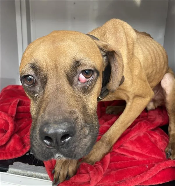 A young medium-sized female Mixed Breed dog named Maraschino for adoption in Palmetto, FL