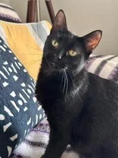Mavis