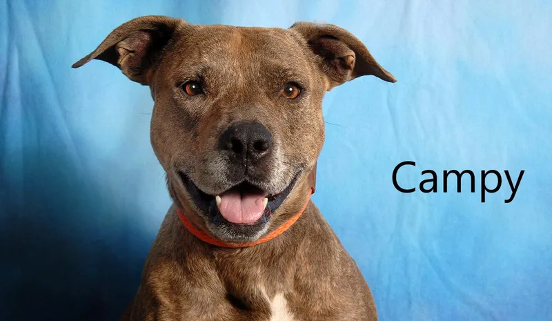 An adult medium-sized female Brindle Pit Bull Terrier dog named Campy for adoption in Mount Vernon, OH