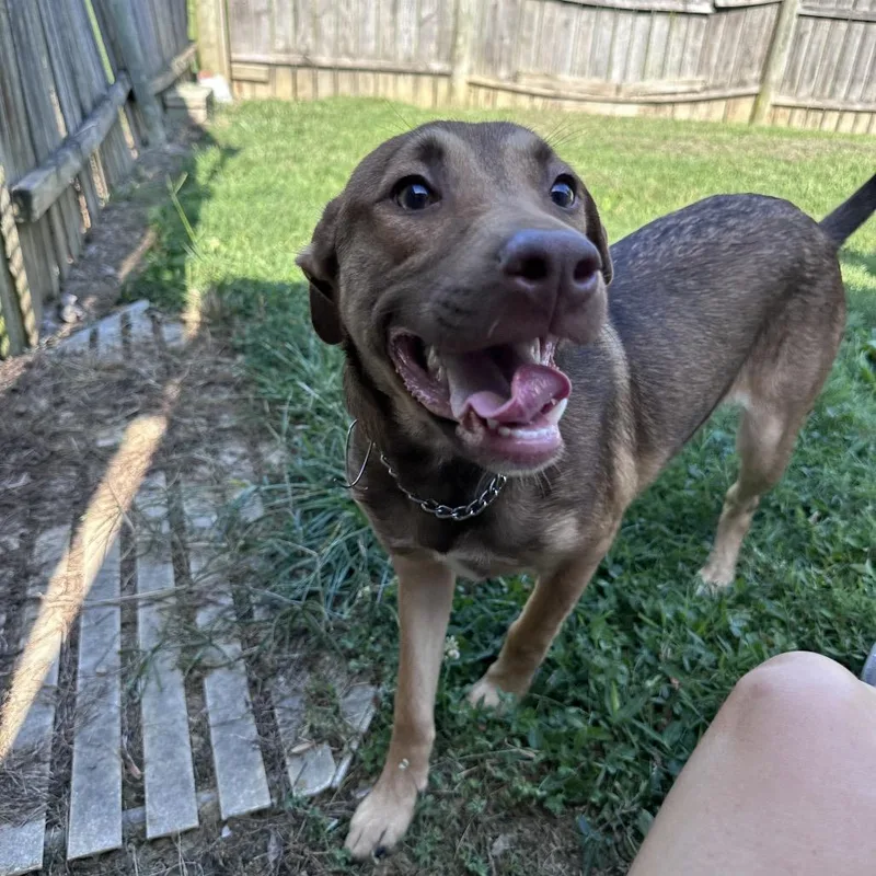 A young small-sized female Brown / Chocolate Shepherd dog named Peanut for adoption in Mount Vernon, IN