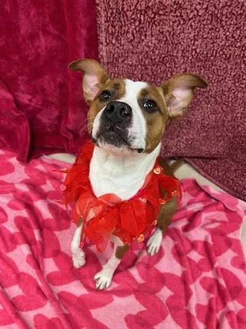 An adult medium-sized female Boxer dog named Starr for adoption in Dayton, OH