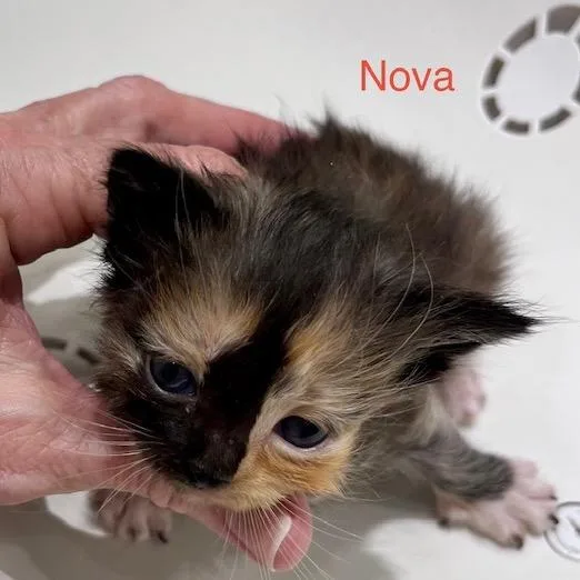 A baby small-sized female Domestic Medium Hair cat named Nova for adoption in League City, TX