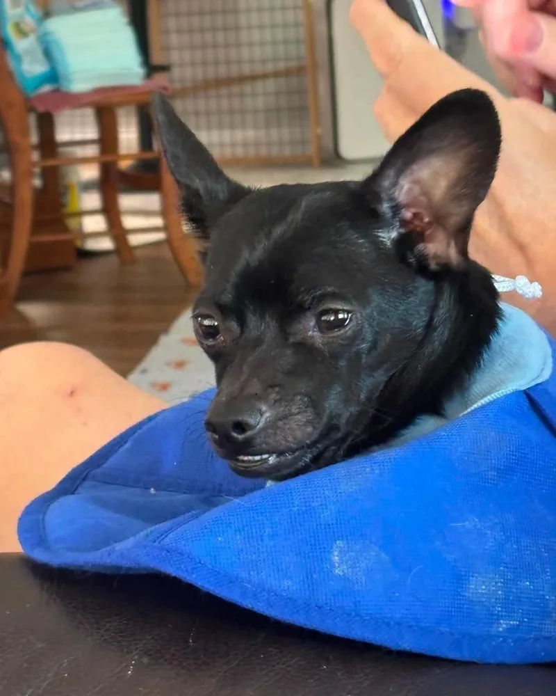 An adult small-sized male Chihuahua dog named Morti for adoption in Richmond, KY