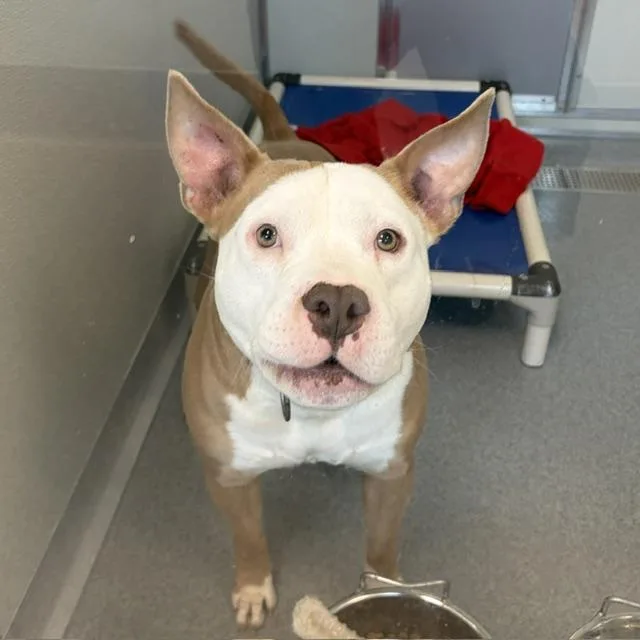 An adult medium-sized male Pit Bull Terrier dog named Darius for adoption in Indianapolis, IN