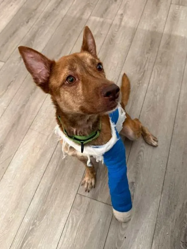 An adult medium-sized male American Staffordshire Terrier dog named Jimmy Consu for adoption in Long Island City, NY
