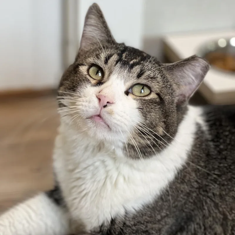An adult large-sized male Domestic Short Hair cat named Philby for adoption in Saint Charles, MO