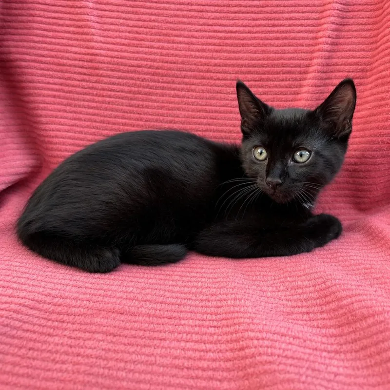 Binxy