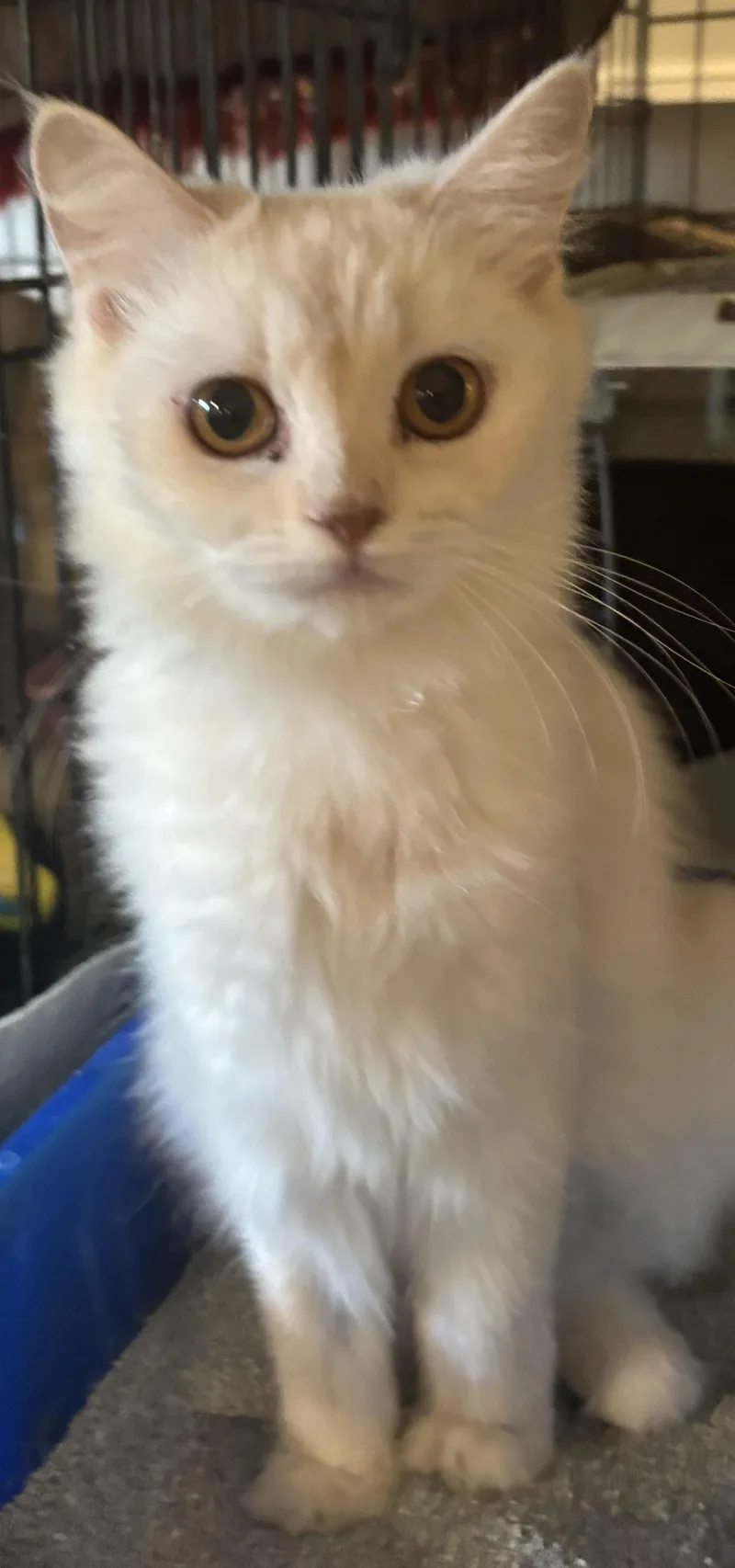 A young medium-sized female Cream / Ivory Persian cat named Elina for adoption in Fairfax, VA