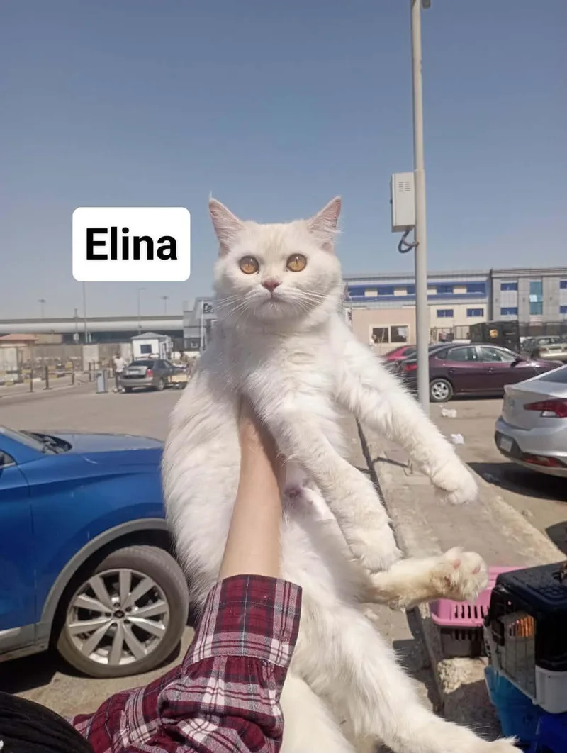 Elina thumbnail 2