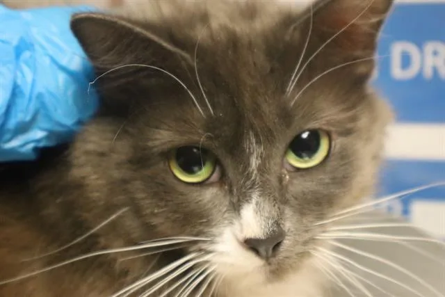 An adult large-sized female Domestic Short Hair cat named Lucie for adoption in Columbia, SC