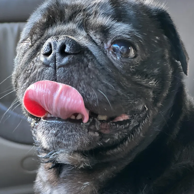 An adult small-sized male Black Pug dog named Frank for adoption in Mt Pleasant, SC