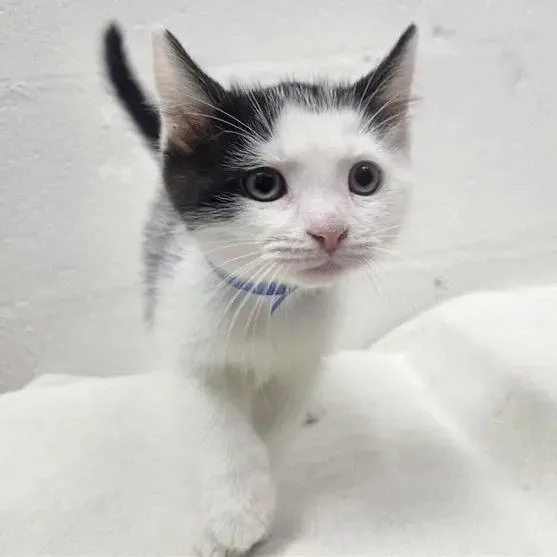 A baby small-sized male Black Domestic Short Hair cat named Lederhosen for adoption in Saint Louis, MO