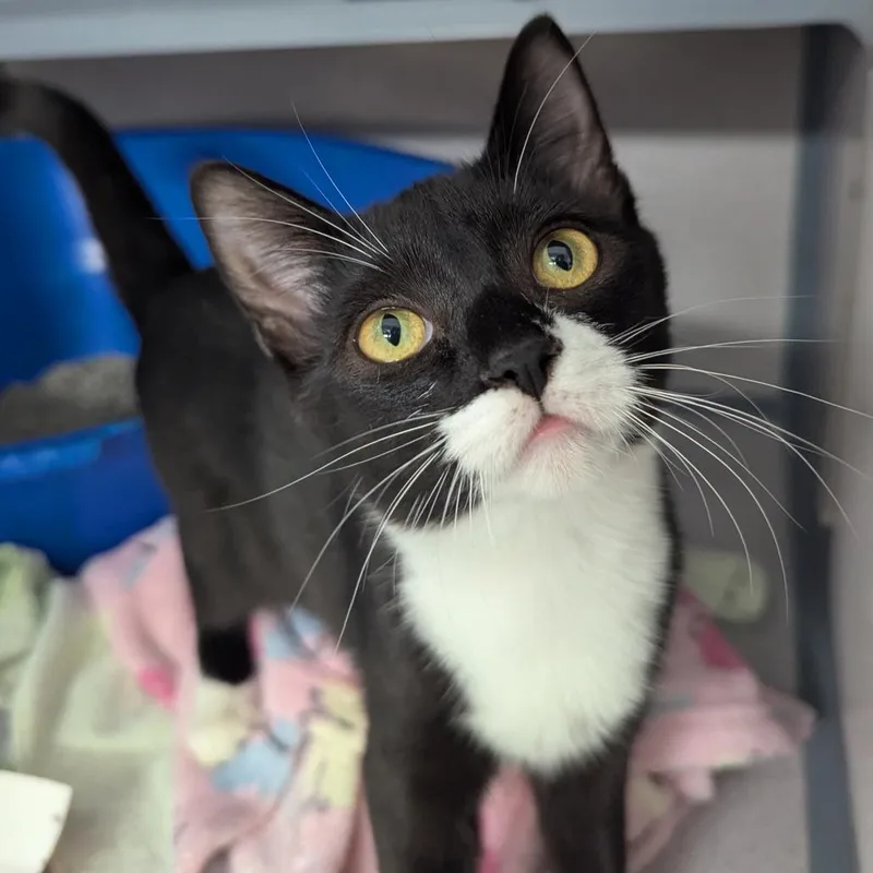 A baby small-sized female Domestic Short Hair cat named Checkers for adoption in Evansville, IN