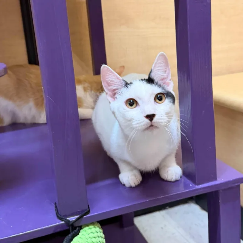 A baby medium-sized male White Domestic Short Hair cat named Ghost for adoption in Queen Creek, AZ