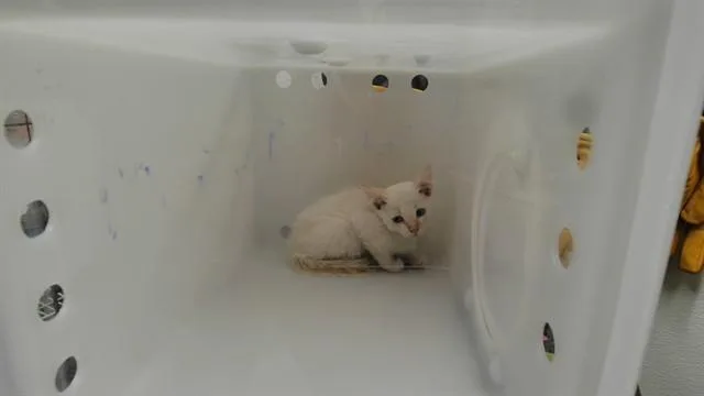 A baby small-sized male Domestic Short Hair cat named Lupin for adoption in Albuquerque, NM