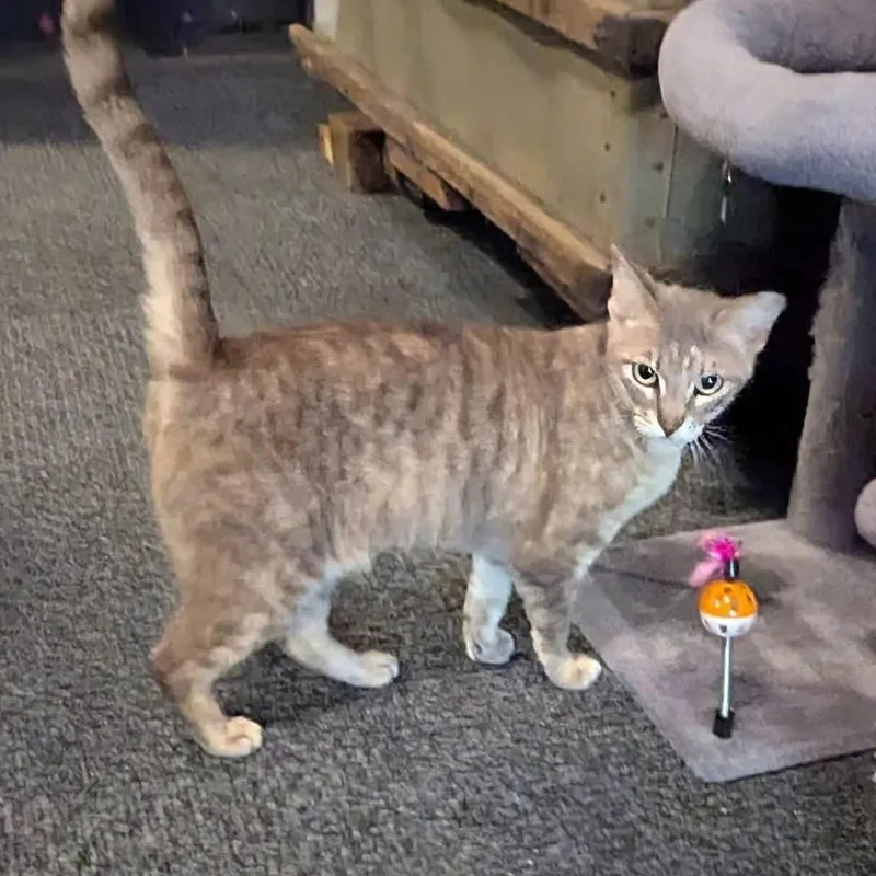 An adult medium-sized female Domestic Short Hair cat named Alexis Rose for adoption in Schnecksville, PA