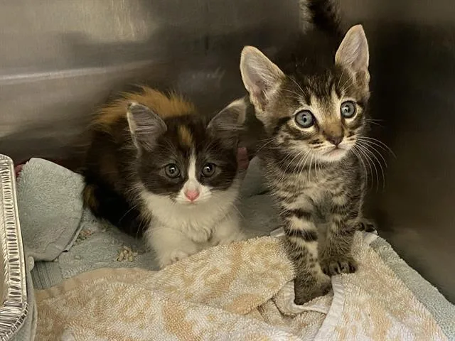 A baby small-sized female Domestic Medium Hair cat named Pebbles for adoption in Tustin, CA