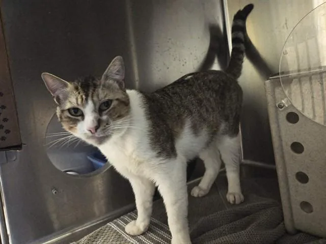 An adult medium-sized male Domestic Short Hair cat named Bartholomew for adoption in Martinez, CA