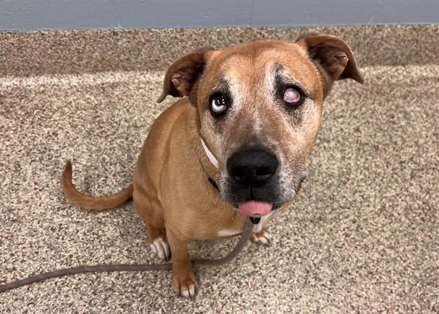 A senior large-sized female Pit Bull Terrier dog named Tahiti for adoption in Colorado Springs, CO