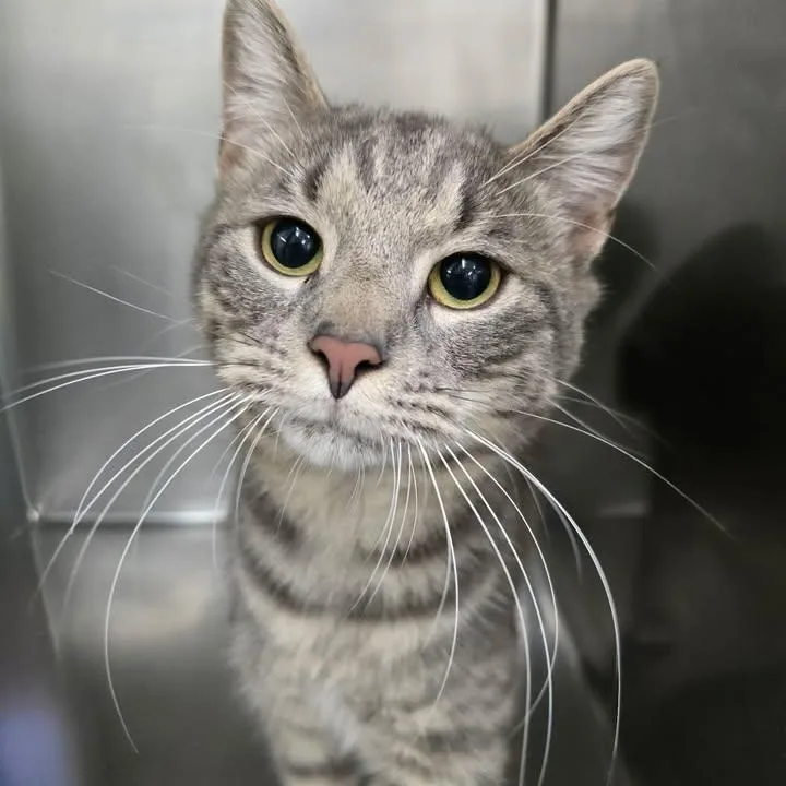 An adult medium-sized male Tabby (Gray / Blue / Silver) Domestic Short Hair cat named Scanlan for adoption in Winthrop, ME