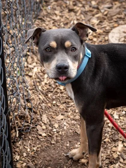 An adult medium-sized female Mixed Breed dog named Clarabella Bella for adoption in Chamblee, GA