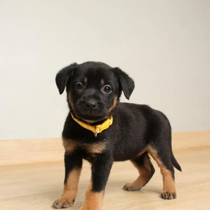 A baby medium-sized female Black German Shepherd Dog dog named Leona D for adoption in Minnetonka, MN