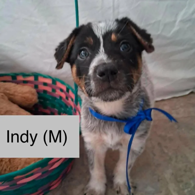 A baby medium-sized male Australian Cattle Dog / Blue Heeler dog named Indy for adoption in PLAINFIELD, CT