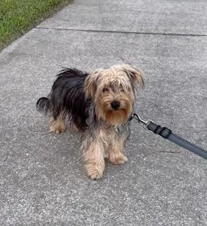 A young small-sized male Yorkshire Terrier dog named Miso for adoption in Orlando, FL