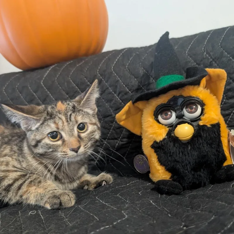 A baby small-sized female Torbie Domestic Short Hair cat named Bugsy for adoption in Carmel, IN