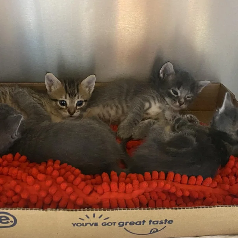 A baby small-sized female Brown / Chocolate Domestic Short Hair cat named Clipstick for adoption in Westminster, CA