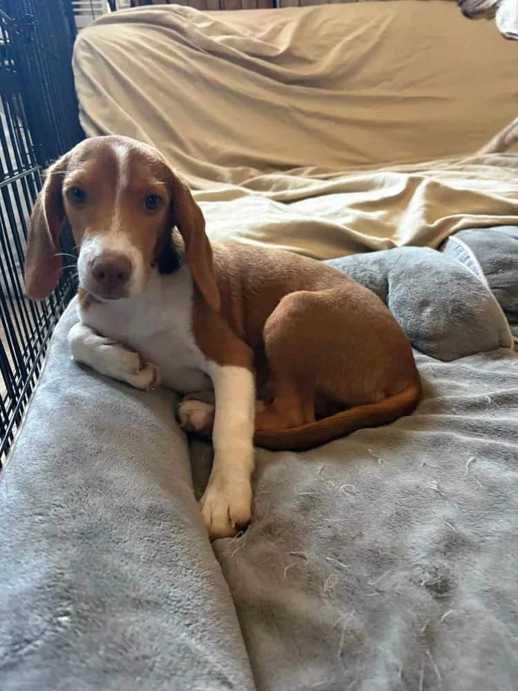 A baby medium-sized male Beagle dog named Fozzie for adoption in Shawnee, OK