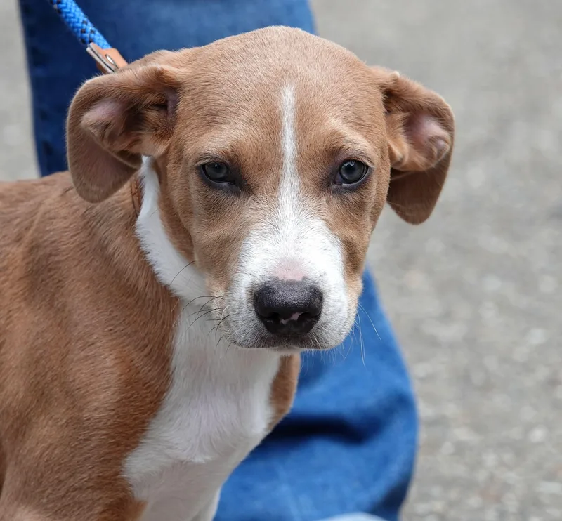 A baby medium-sized male Yellow / Tan / Blond / Fawn Beagle dog named Buzz for adoption in Millfield, OH