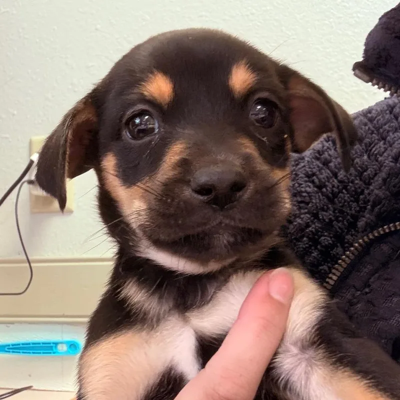 A baby medium-sized female Black Mixed Breed dog named Minmin for adoption in mount vernon, AR