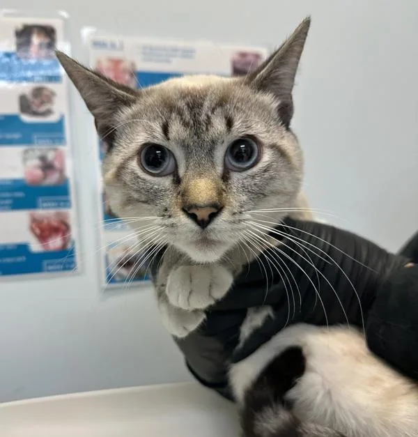 A young medium-sized male Domestic Short Hair cat named Link for adoption in Oceanside, CA