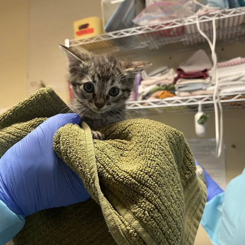 A baby small-sized female Brown / Chocolate Domestic Medium Hair cat named Cranberry for adoption in Pasadena, CA
