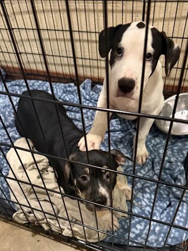 A baby medium-sized male American Staffordshire Terrier dog named Bubby for adoption in Austin, TX