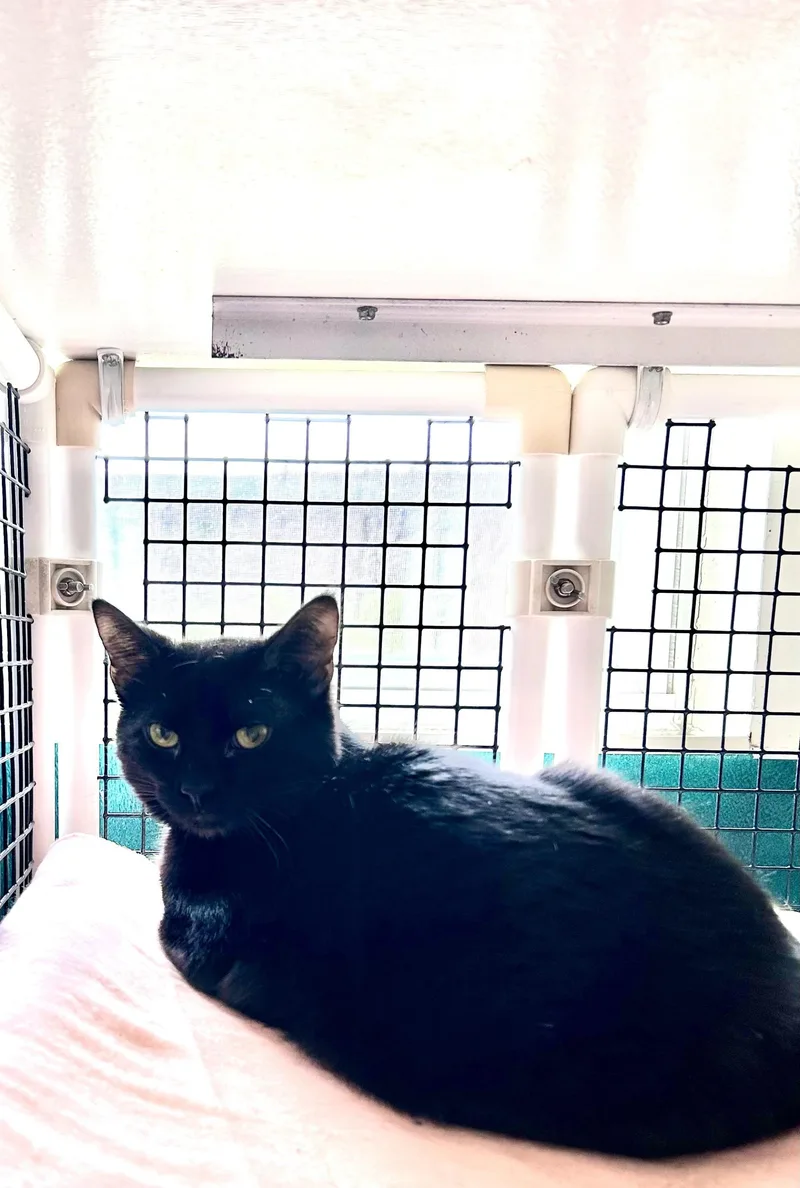 An adult large-sized male Domestic Short Hair cat named Thurman Merman for adoption in Altoona, PA
